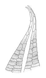 Entosthodon radians, exostome teeth, outer surface. Drawn from A.J. Fife 5882, CHR 104422.
 Image: R.C. Wagstaff © Landcare Research 2019 CC BY 3.0 NZ